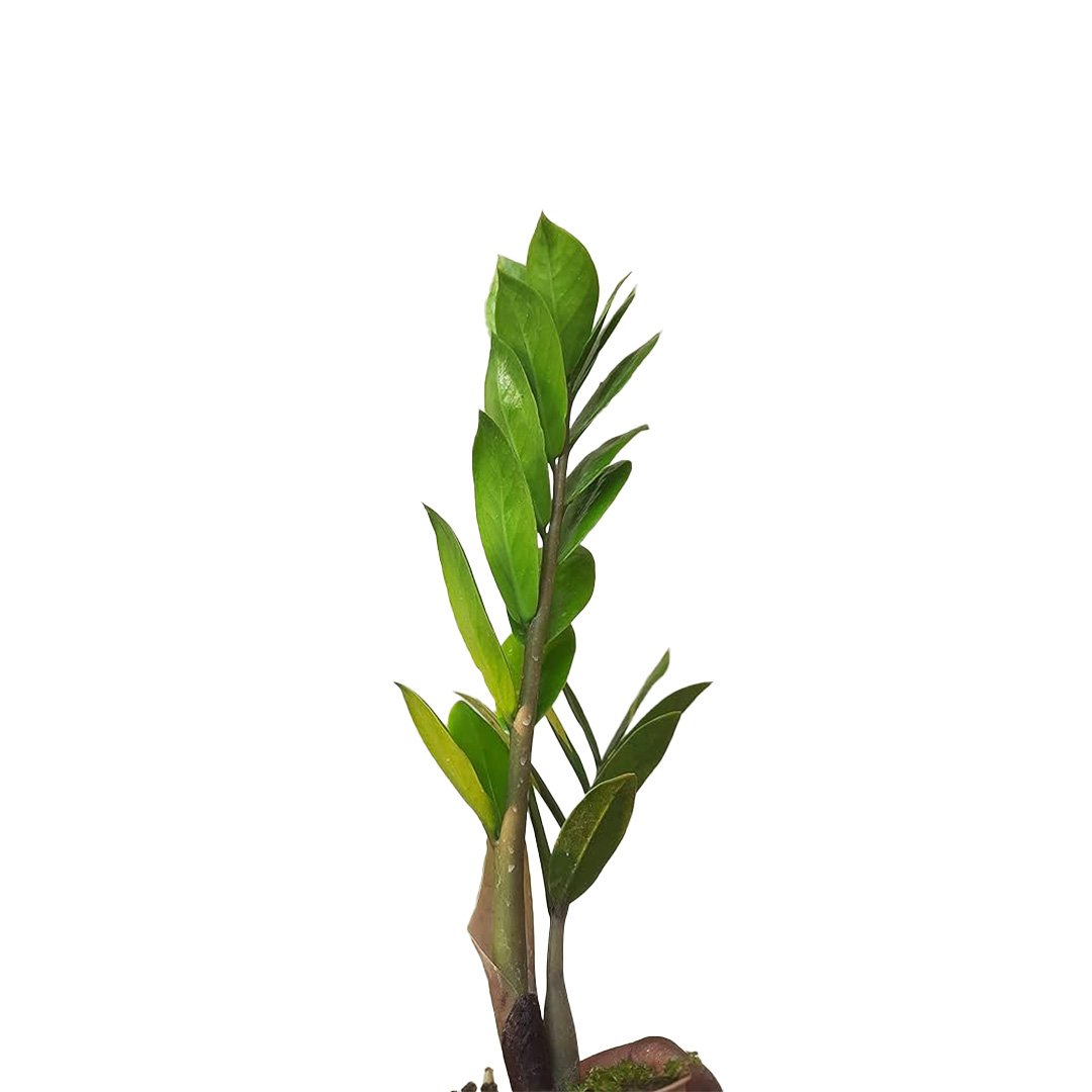 Zz Green